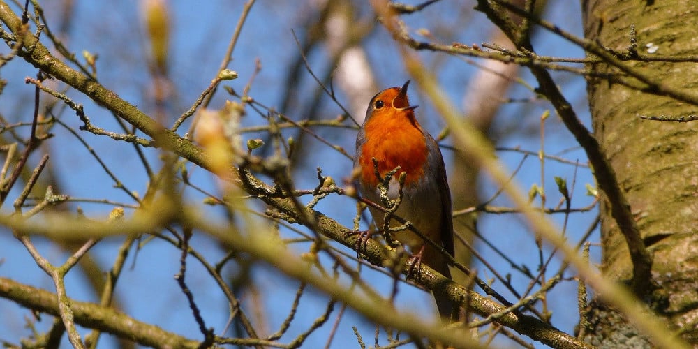 Chanter en hiver